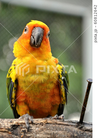 Sun Conure Sun Conure 60812642