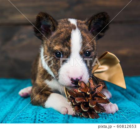 Basenji puppy dog with big golden bow and fir cone Basenji puppy dog with big golden bow and fir cone 60812653