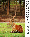The sika deer 60812702