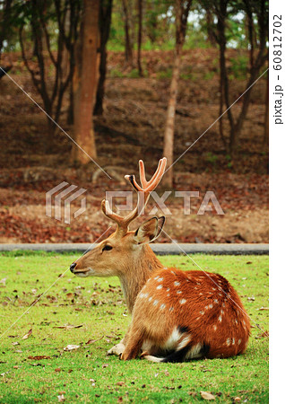The sika deer The sika deer 60812702