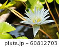 lotus 60812703