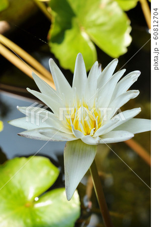 lotus lotus 60812704