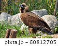 The Himalayan Griffon Vulture 60812705
