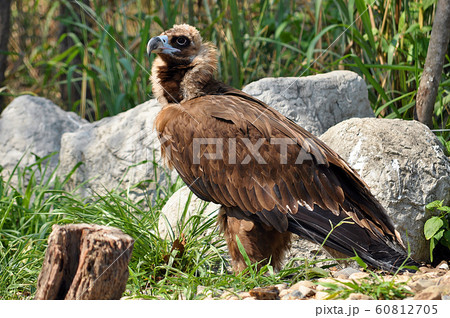 The Himalayan Griffon Vulture The Himalayan Griffon Vulture 60812705