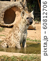 spotted hyena 60812706