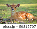 young deer 60812707