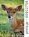 young deer 60812708