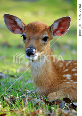 young deer 60812708