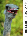 Ostrich 60812710