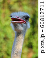Ostrich 60812711