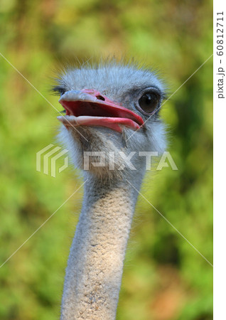 Ostrich Ostrich 60812711