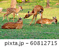 Sika Deer 60812715