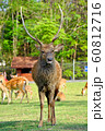 Sika Deer 60812716
