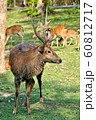 Sika Deer 60812717