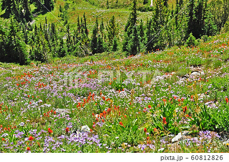 マウントレニエ国立公園 Mount Rainier National Park マウントレニエ国立公園 Mount Rainier National Park 60812826