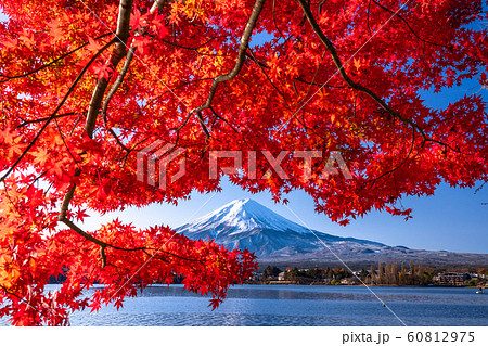 《山梨県》日本の秋・富士山と紅葉 《山梨県》日本の秋・富士山と紅葉 60812975