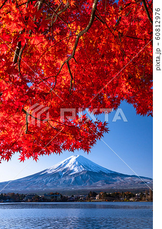 《山梨県》日本の秋・富士山と紅葉 60812976