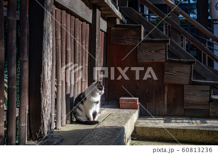 ひなたぼっこ中の猫 ひなたぼっこ中の猫 60813236