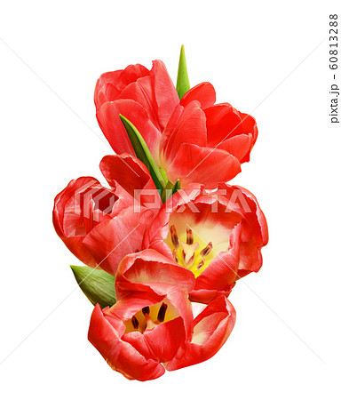 Red tulips in a floral spring arrangement Red tulips in a floral spring arrangement 60813288