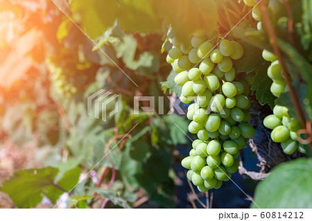 Bunch of green grapes on grapevine in vineyard. 60814212