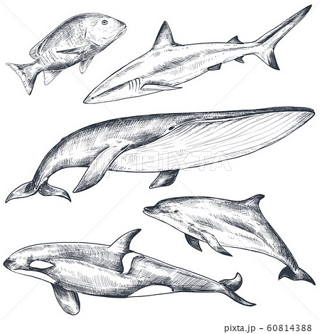 Vector Collection Of Hand Drawn Ocean And Sea Stock Illustration 60814388 Pixta