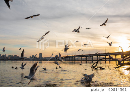 A flock of seagulls on the banks of the city 60814561