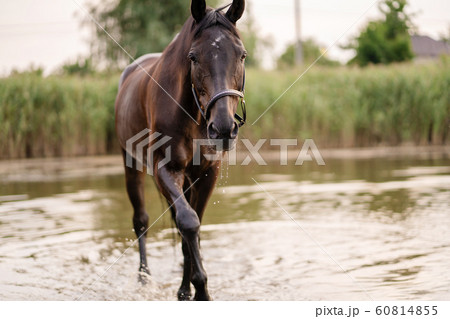 Beautiful well-groomed dark horse for a walk by Beautiful well-groomed dark horse for a walk by 60814855