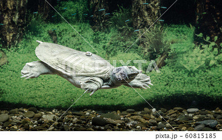 freshwater turtle chinese trionix swims under water close up 60815185