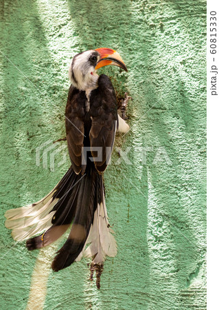 bird Von der Deckens Hornbill, Ethiopia wildlife bird Von der Deckens Hornbill, Ethiopia wildlife 60815330