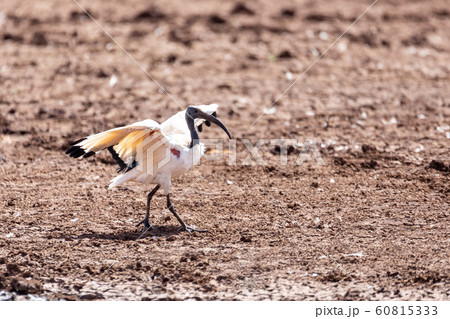 bird African Sacred Ibis, Ethiopia safari wildlife bird African Sacred Ibis, Ethiopia safari wildlife 60815333