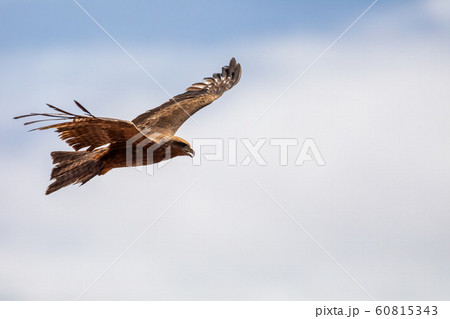 Black kite flying, Ethiopia safari wildlife Black kite flying, Ethiopia safari wildlife 60815343