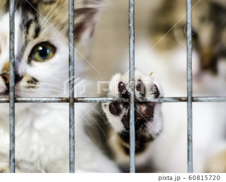 cat paw on the cage and kittens in blur 60815720