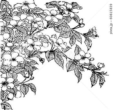 花_ヤマブキ 60815839