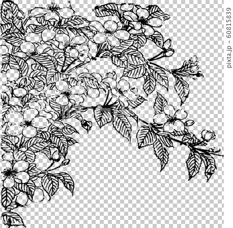 花_ヤマブキ 60815839