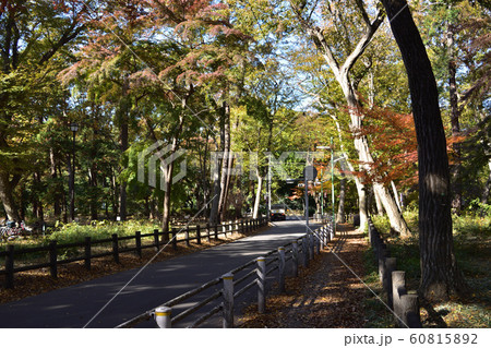 武蔵野市・秋の井の頭公園御殿山の雑木林と道 武蔵野市・秋の井の頭公園御殿山の雑木林と道 60815892