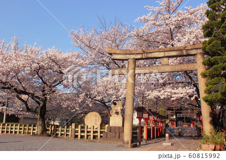 京都　六孫王神社の桜 60815992