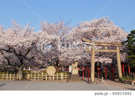 京都 六孫王神社の桜 京都 六孫王神社の桜 60815993