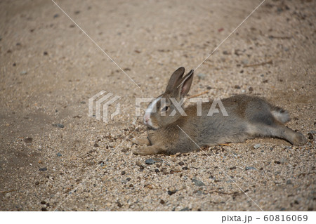 うさぎ島のうさぎ 大久野島 うさぎ島のうさぎ 大久野島 60816069