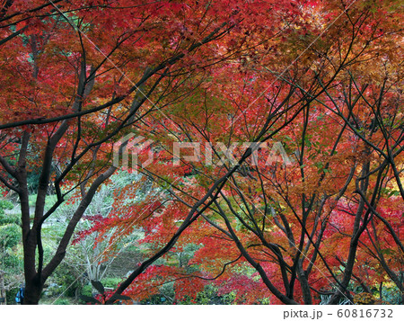 東山植物園点景 60816732