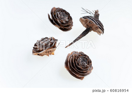 シダーローズ ヒマラヤスギの松ぼっくり 冬の森の写真素材 [60816954