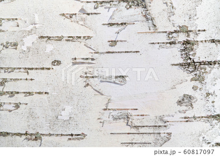 Birch bark in full frame, texture, natural background 60817097