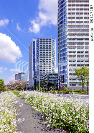 花咲く多摩堤通り(縦) 花咲く多摩堤通り(縦) 60817267