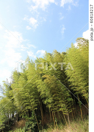 Green leaves bamboo forest and blue sky 60818217