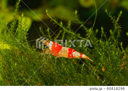 Red crystal shrimp (Caridina cantonensis) in Red crystal shrimp (Caridina cantonensis) in 60818296