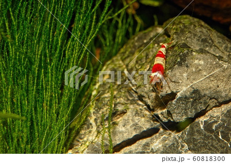 Red crystal shrimp (Caridina cantonensis) in 60818300