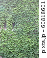 Green ivy leaf closely covering the wall 60818601