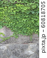 Here is a photo of a green ivy leaf covering a gra 60818705