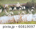Early winter river and riverbank 60819097
