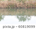 This is a photo of a riverside grass and a river I 60819099