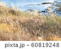 This is a picture of the river and the grass on th 60819248
